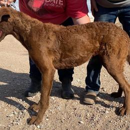 Chesapeake Bay Retriever puppies from BlueBelle's Canine Companions