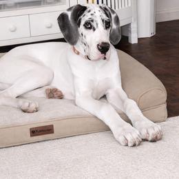 French Bulldog and Great Dane Puppies from Doyle’s Royal K9