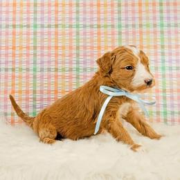 Anna - Red female Bernedoodle puppy in Russell Springs, Kentucky from 270 Doodles