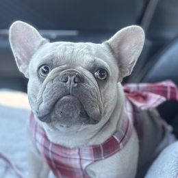 French Bulldog puppies from Chai Society Frenchies