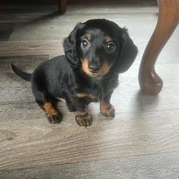 Winston - Black and tan male Dachshund puppy in Arthur, Illinois from Chupp’s Puppies