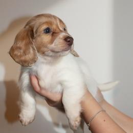 Aspen-AKC - Dapple male Dachshund puppy in Linden, Texas from Piney Woods Miniature Dachshunds LLC