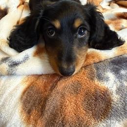 Dachshund Puppies from Birkin’ Paws