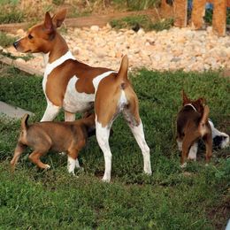 Rat Terrier Puppies from River Ridge Rat Terriers