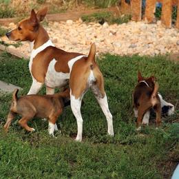 Rat Terrier Puppies from River Ridge Rat Terriers