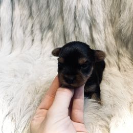 Yorkshire Terrier Puppies from Baby doll face yorkies