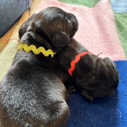 Labrador Retriever Puppies from Elsmere Labradors