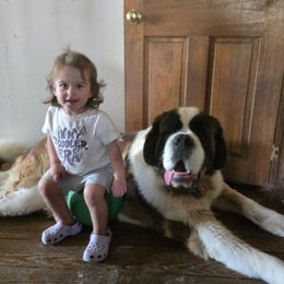 Joey - Saint Bernard