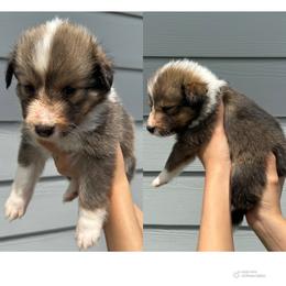 Yellow - Sable and white female Shetland Sheepdog puppy in Katy, Texas from Sherock’s Shelties