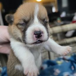Girl 2 - Red female Pembroke Welsh Corgi puppy in Columbus, Ohio from Rose Water Corgis in Ohio