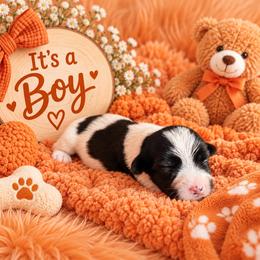 Orange Collar - Black and white male Shorkie puppy in Staten Island, New York from Sensational Shorkies
