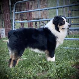 Tucker - Miniature Australian Shepherd