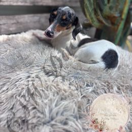 Coral - Dachshund