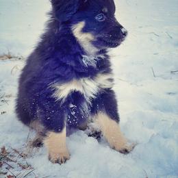 Toy Australian Shepherd Puppies from Kickapoo Creek Aussies