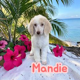 Mandie - Parti female Poodle puppy in Port Orange, Florida from Daytona’s Standard Poodles