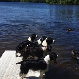 English Springer Spaniels from RedDoor English Springer Spaniels