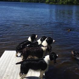 English Springer Spaniels from RedDoor English Springer Spaniels