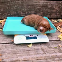 Pumpkin - Red and white male Cockapoo puppy in Hermiston, Oregon from Columbia River Cockapoos