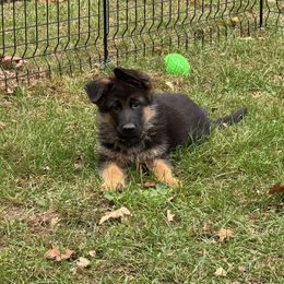 Mr Blue - Black and red male German Shepherd puppy in Lawton, Michigan from Free Indeed Shepherds