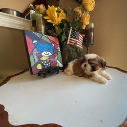 Boy 2 - male Shih Tzu puppy in Troy, Michigan from "Shihtzu Best Friend"