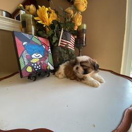 Boy 2 - male Shih Tzu puppy in Troy, Michigan from "Shihtzu Best Friend"