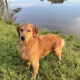 Chesapeake Bay Retrievers and Golden Retrievers from Oxford Farm Kennels