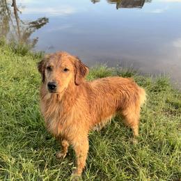 Chesapeake Bay Retrievers and Golden Retrievers from Oxford Farm Kennels