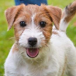 Russell Terriers from Diamonds Jack Russells