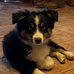 Dusty Boots - Miniature Australian Shepherd