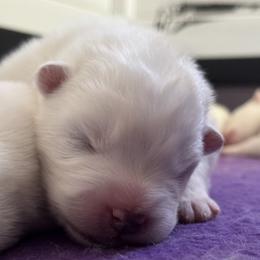 Boy 2 - male Samoyed puppy in Hollywood, Florida from ArticCross Samoyeds-Florida