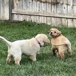 Golden Retriever Puppies from Upper Park Goldens