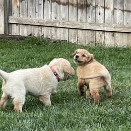 Golden Retriever Puppies from Upper Park Goldens
