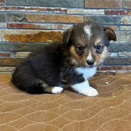 Boy 2 - Black and tan male American Corgi puppy in Visalia, California from VIP Stables