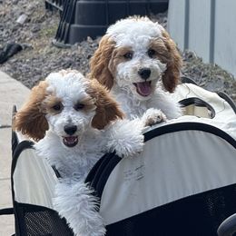 Cavapoo puppies from Taylia Stimpson