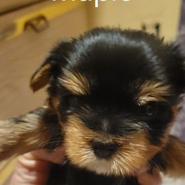 Maple - Black and tan female Yorkshire Terrier puppy in Chickasha, Oklahoma from SISSYS YORKIES