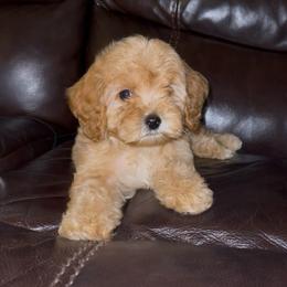Little Boy Blue (Mother Goose Nursery Rhyme litter) - Apricot male Goldendoodle puppy in Hopkins County, Texas from Boutique Doodles