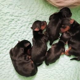 Sailor - Black and tan male Yorkshire Terrier puppy in New Holland, Pennsylvania from Ellie's Cute as a Button Yorkies