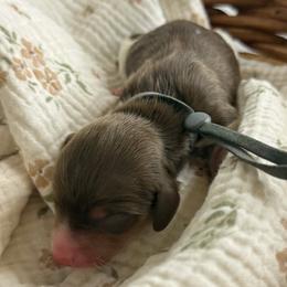 CKC Dinger - Chocolate and cream male Dachshund puppy in Hartsville, Tennessee from B+B Co Miniature Dachshunds
