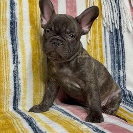 French Bulldog Puppies from South Texas Frenchies