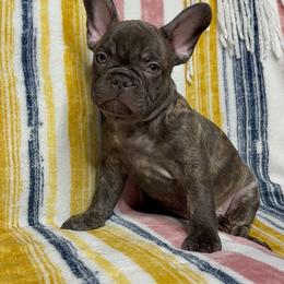 French Bulldog Puppies from South Texas Frenchies