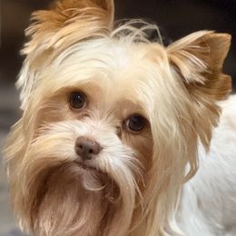 Emoji - Yorkshire Terrier