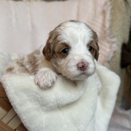 Pearl - Blenheim Cavapoo puppy in Orrstown, Pennsylvania from Pawfect Fur Friends
