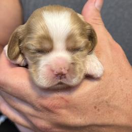 Boy 3 - Red male Cocker Spaniel puppy in Haines City, Florida from Camic Cockapoos