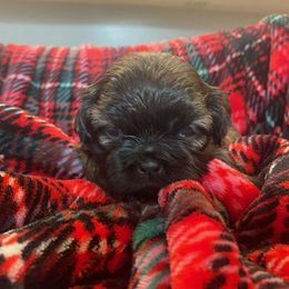 COOPER - Brindle male Shih Tzu puppy in Kill Devil Hills, North Carolina from AKC Shih Tzu Champion Line Puppies