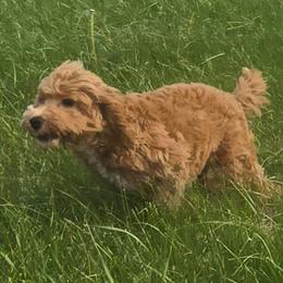 Brooklyn - Red female Cockapoo puppy in Lebanon, Kentucky from Mosaic Merle Doodles