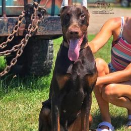 Götz - Red and rust male Doberman Pinscher puppy in China Township, Michigan from Snell's Superior Kennel Dobermann & GSP