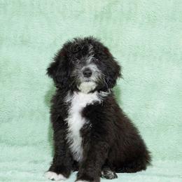 Jet - White and black male Bordoodle puppy in West Valley City, Utah from Tucker Bordoodles