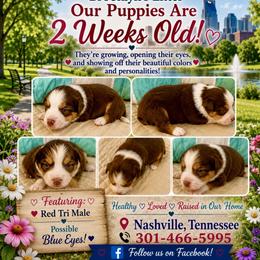 Boy 1 - Red tri male Miniature Australian Shepherd puppy in Nashville, Tennessee from Little B’s Aussies