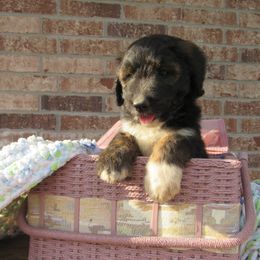 Aussiedoodle, Australian Shepherd, and Poodle Puppies from Kay Kay's Pupper Patch
