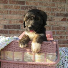 Aussiedoodle, Australian Shepherd, and Poodle Puppies from Kay Kay's Pupper Patch